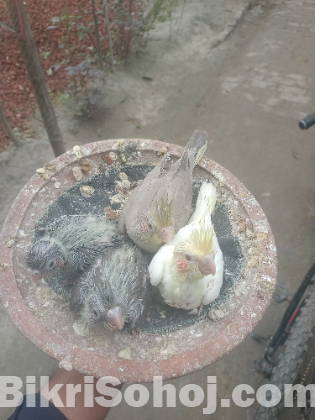 Cockatiel hand tam baby for sale